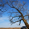Tree/Дерево