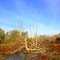ginger swamp