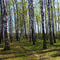 The birch grove in the spring/Березовая роща весной