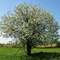 Apple tree flowering. Цветение яблони.