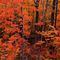 Fall Colors
