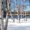 Winter Birch Trees