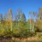 Birches in Fall