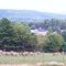 Elk farm  that I pass coming and going from the new place I live.