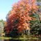 Fall colors