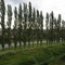 Millerovo. Trees along the road / Миллерово. Деревья вдоль дороги