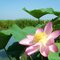 Beautiful lotus