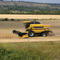 On the fields of Rostov's region