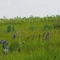 swamp