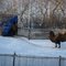 Bactrian camel здесь и теперь