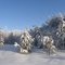 зимний лес