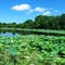 Lotus lake. Don't pick!