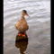Tímido /Shy