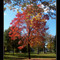 El árbol rojo /L'arbre rouge