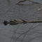 Turtle's