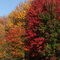 Fall Foliage at the Citgo Station