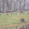 Wild Turkey's