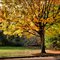 Autumn Colors---Tree of life