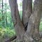 Gollub Park Old Growth