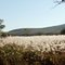 Autumnal field