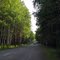 Галерея леса на Бобровской трассе. Forest gallery over the Bobrovka highway.