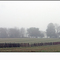 Fall Fog