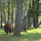 European woodland bison "wisent" ( _Bison bonasus_ )