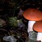season of mushrooms