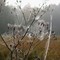dewy weavings