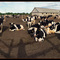 Cows