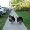 Turkeys at Staten Island Hospital