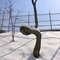 Perseverance Tree [000257]