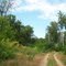 Grove / Роща