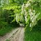 acacia / акация