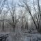 Grove / Роща