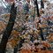 First Snow, Lake George, NY