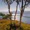Birches on Pilot knob