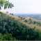 Town on beautiful hills