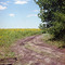 Sunflowers - Подсолнухи, где-то под Хвалынском