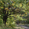 Oak near country road