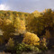 Birch wood on a hill