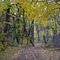 Road to a wood