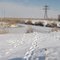 кот на льду в канале, что он там делает?