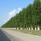 А вдоль дороги - тополя с белыми стволами стоят... - Poplars along the road.