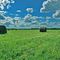 field