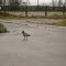 Белощекая казарка. Branta leucopsis