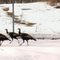 ""The WILD TURKEYS ran terrified , to annuance the BOLD  EAGLES, that I came with a ""CAMERA" ~~~~~~~~~~~~~~~~~~~~~~~~~~~~~~~~~~~~~~~~~~~~~~~~~~~~~LOS PAVOS salvajes corrian,  despavoridos para anunciar mi  llegada  con  una ""CAMARA"