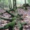 Forest in autumn