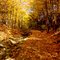 Forest Path