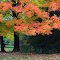AUTUMN at LORD PARK